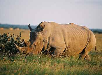 Khama Rhino Sanctuary: Altes Nashorn Khama Rhino Sanctuary: Altes Nashorn