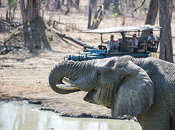 Mvuu Camp: Elefant trinkt am Shire River