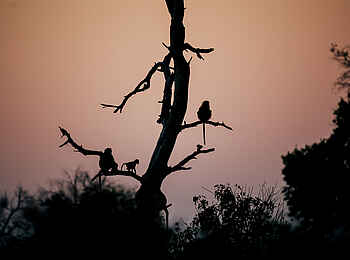 North Island Okavango Safari Camp: Paviane im Baum