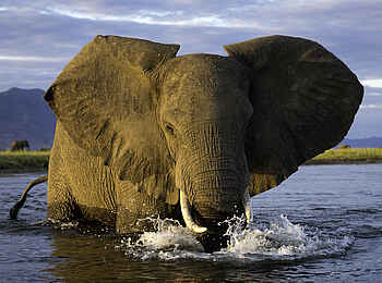 Ruckomechi Camp: Badender Elefant Ruckomechi Camp: Badender Elefant