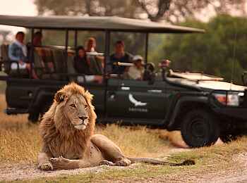Sandibe under Canvas Camp: Löwe