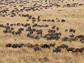 Serian Serengeti South: Wandernde Gnus Serian Serengeti South: Wandernde Gnus