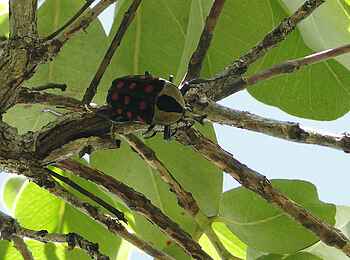 Wasa Lodge: Orange Spotted Fruit Chafer