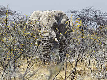 Wilderness Etosha Camp: Elefantenbulle zwischen Sträuchern