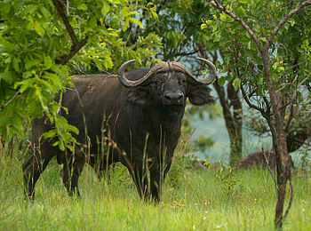 Akagera Game Lodge: Büffel Akagera Game Lodge: Büffel