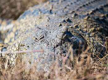 Camp Kuzuma: Krokodil Camp Kuzuma: Krokodil