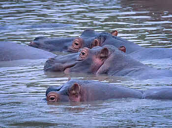 Entim Masai Mara: Nilpferde