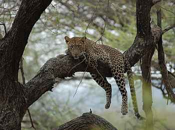Legendary Mila Tented Camp: Ruhender Leopard