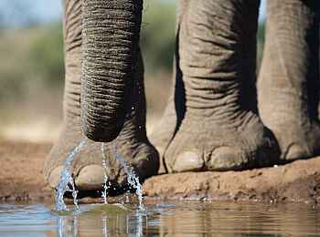 Mashatu Photographic Hide: Rüssel