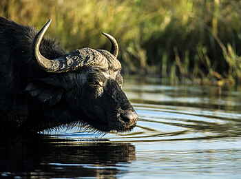 Selinda Camp: Büffel im Fluss