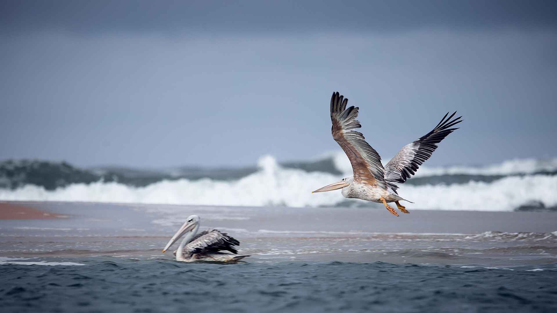 Sette Cama Eco Camp: Pelikane