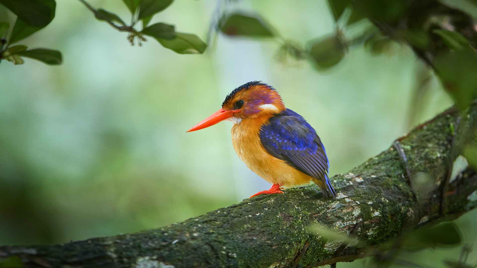 Sette Cama Eco Camp: African Pygmy Kingfisher