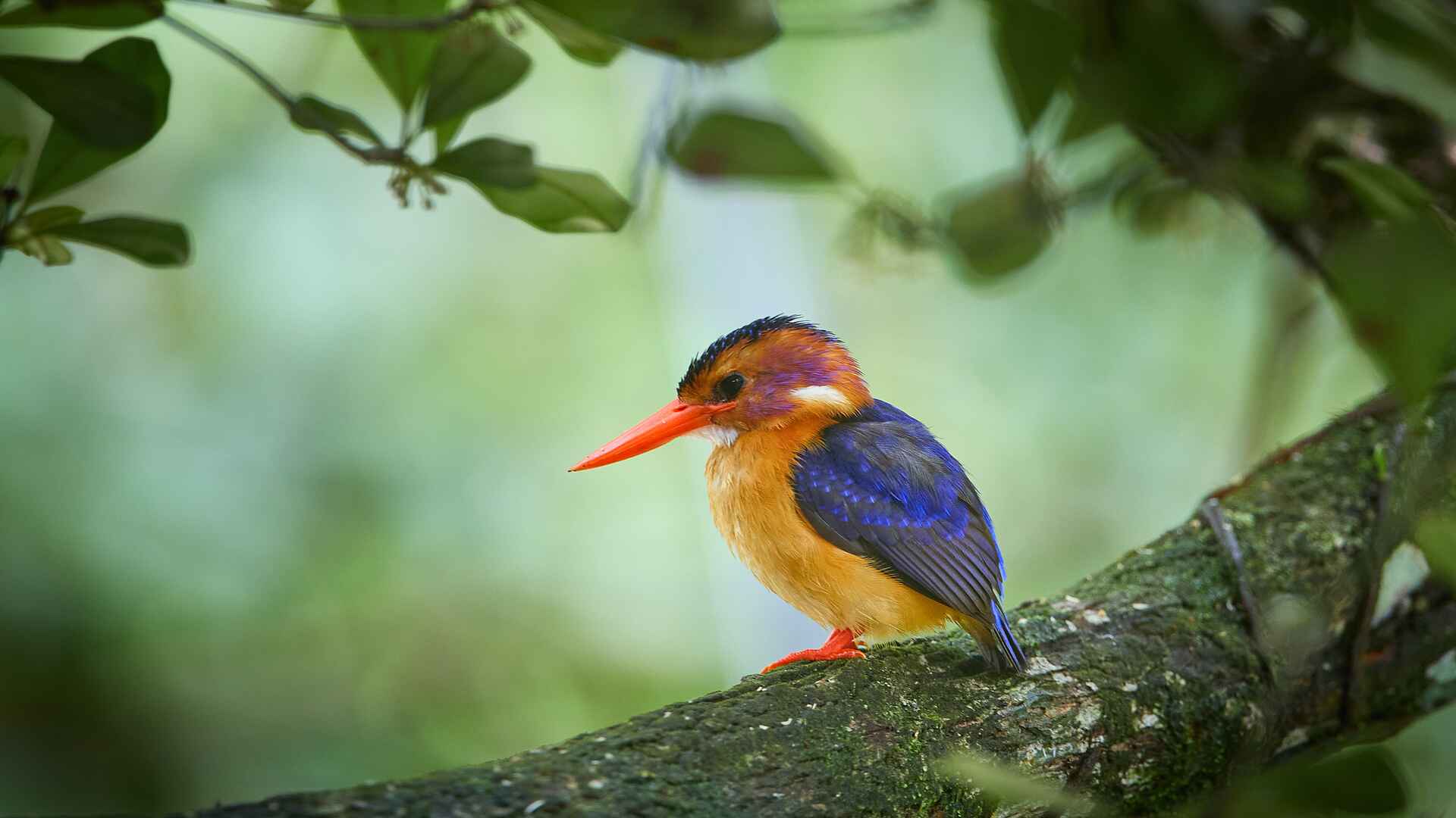 Sette Cama Eco Camp: African Pygmy Kingfisher