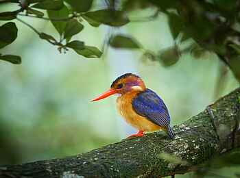 Sette Cama Eco Camp: African Pygmy Kingfisher