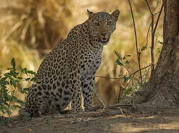 Tusk and Mane Safaris: Leopard Tusk and Mane Safaris: Leopard