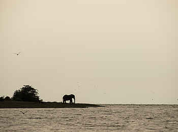 Volcanoes Kyambura Gorge Lodge: Elefant am Kazinga Channel Volcanoes Kyambura Gorge Lodge: Elefant am Kazinga Channel