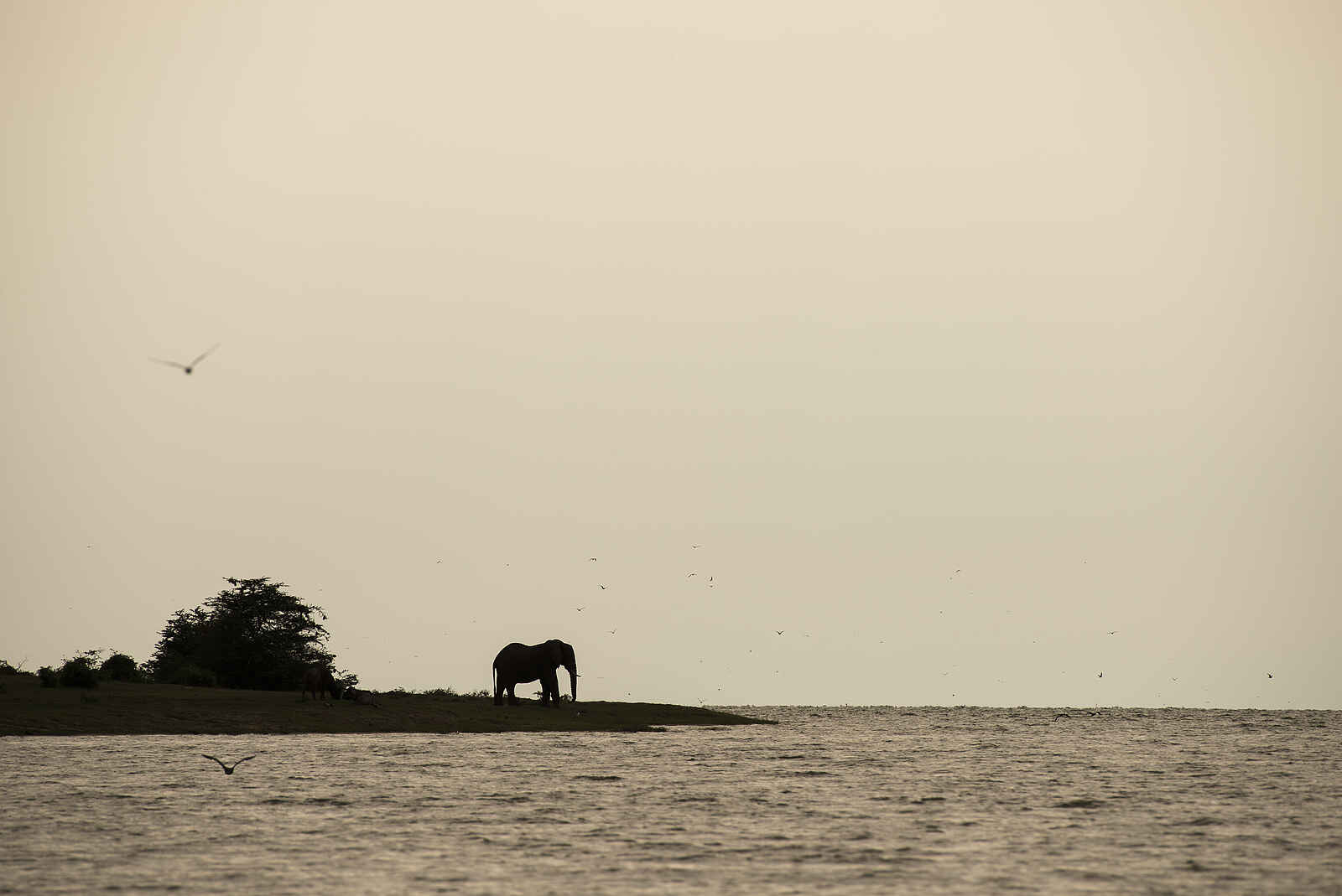 Volcanoes Kyambura Gorge Lodge: Elefant am Kazinga Channel Volcanoes Kyambura Gorge Lodge: Elefant am Kazinga Channel