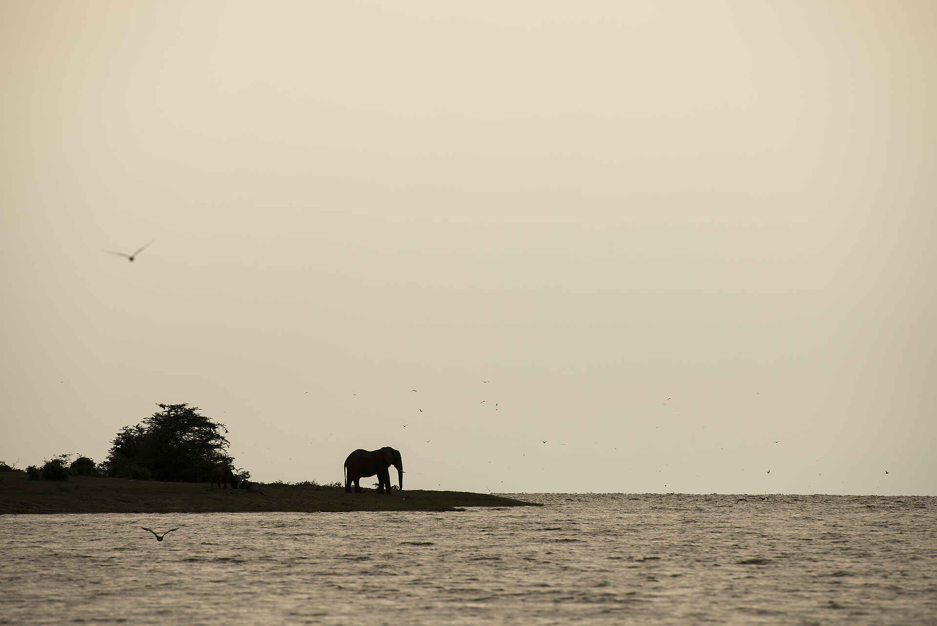 Volcanoes Kyambura Gorge Lodge: Elefant am Kazinga Channel