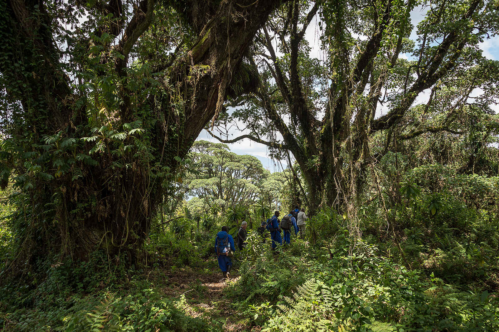 Bisate Lodge: Hiking durch hohe Bäume Bisate Lodge: Hiking durch hohe Bäume