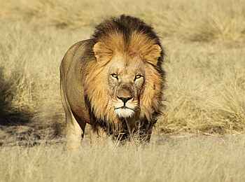 Dinaka Lodge: Kalahari-Löwe