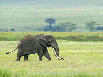 Entamanu Ngorongoro Camp: Elefant