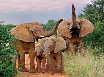 Erindi Game Reserve: Elefantenfamilie