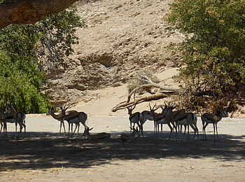 Fort Sesfontein: Eine Herde Antilopen ruht sich aus