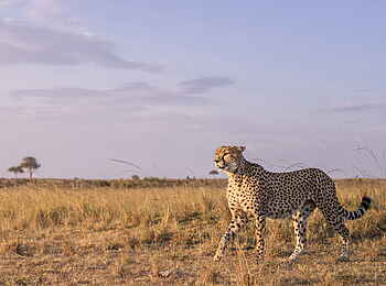 Governor´s Camp: Gepard
