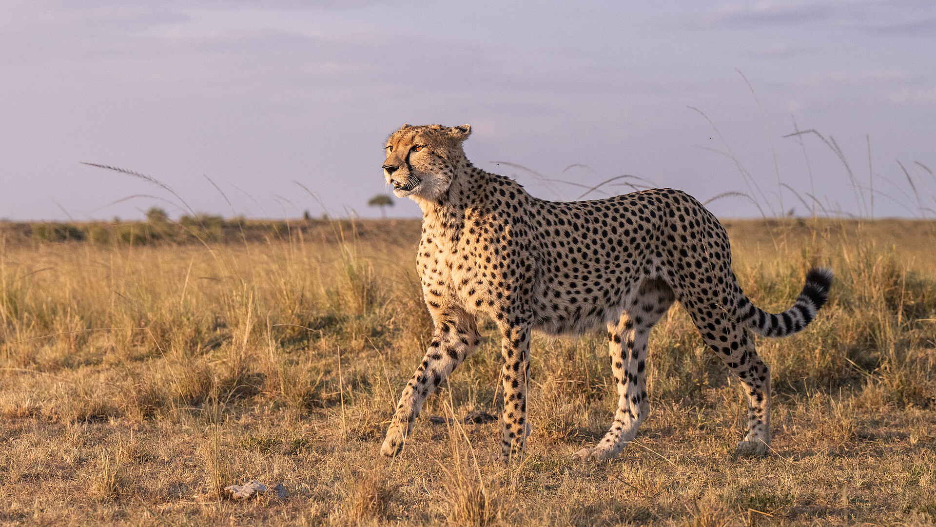 Governor´s Camp: Gepard