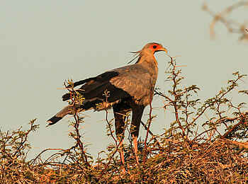 Jozibanini Camp: Raubvogel Jozibanini Camp: Raubvogel