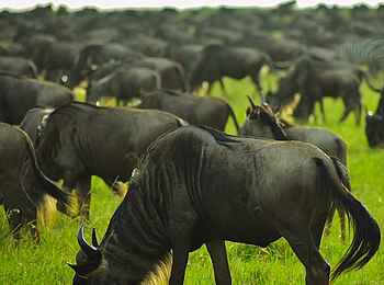 Kaskaz Mara Camp: Gnuherde 