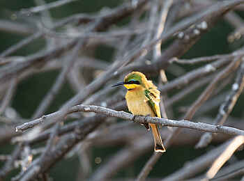 Mara River Camp: Bienenfresser Mara River Camp: Bienenfresser