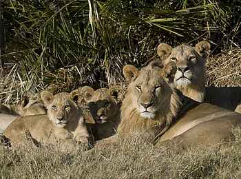 Mombo Camp: Löwenfamilie Mombo Camp: Löwenfamilie