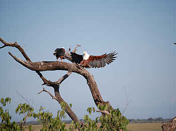 Muchenje Safari Lodge: Landender Fischadler