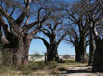 Nxai Pan Camp: Baines Baobabs