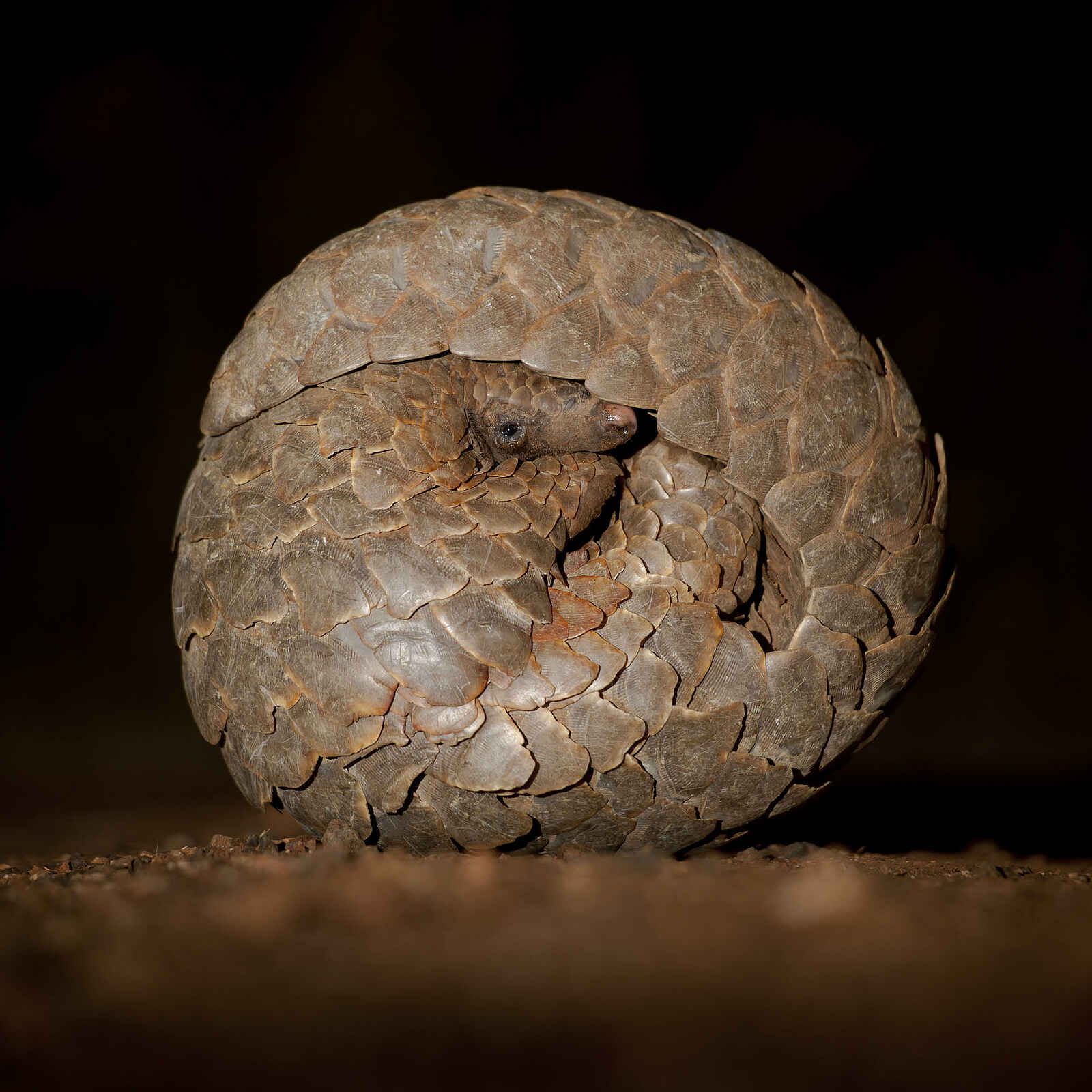 Okonjima Bush Camp: Eingerolltes Schuppentier Okonjima Bush Camp: Eingerolltes Schuppentier