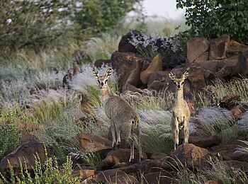 Palmwag Lodge: Klippspringer