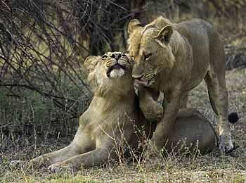 Robin Pope Safaris: Löwenschmusen
