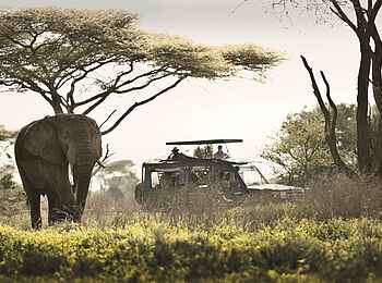 Serengeti under Canvas: Elefantenbegegnung Serengeti under Canvas: Elefantenbegegnung