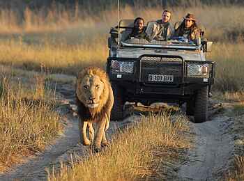 Shinde Footsteps: Löwen-Verfolgung Shinde Footsteps: Löwen-Verfolgung