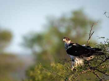 Simbavati Waterside Lodge: Adler