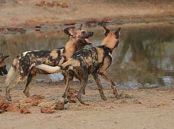Simbavati Waterside Lodge: Verspielte Wildhunde Simbavati Waterside Lodge: Verspielte Wildhunde