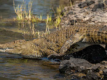 Sindabezi Island Camp: Krokodil