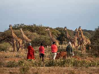 Soroi Cheetah Tented Camp: Giraffen auf Wandersafari beobachten