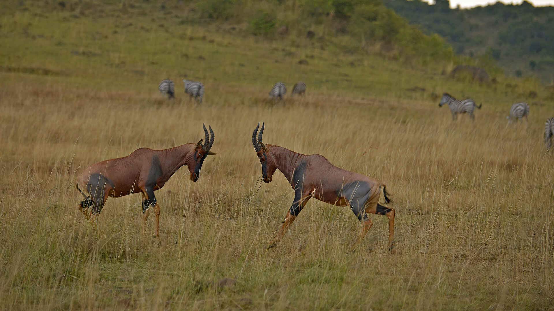 Soroi Luxury Migration Camp: Topis und Zebras in der Savanne
