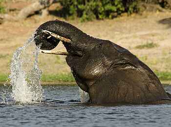 Tlouwana Camp: Elefant im Wasser Tlouwana Camp: Elefant im Wasser