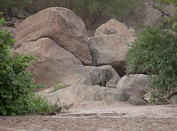 Wayo Manyara Green Camp: Elefant in den Felsen des Endabash River