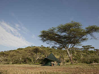 Wayo Nabi Green Camp: Schattenspendende Akazie Wayo Nabi Green Camp: Schattenspendende Akazie