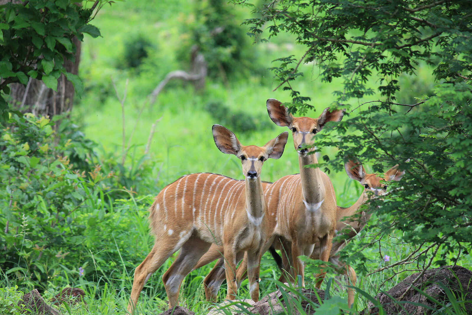 Chilo Ivory Trail Adventure: Drei Nyala-Weibchen Chilo Ivory Trail Adventure: Drei Nyala-Weibchen