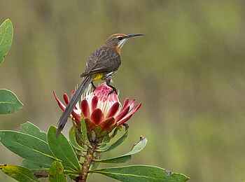 Frog and Fern Cottages: Gurney's Sugarbird Frog and Fern Cottages: Gurney's Sugarbird